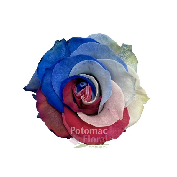 USA -Red White Blue - Tinted Rose 60 cm - Potomac Floral